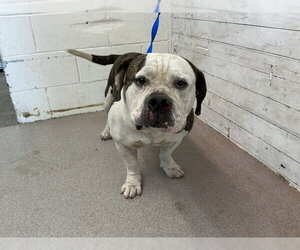 American Bulldog-Unknown Mix Dogs for adoption in San Bernardino, CA, USA