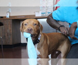 Mutt Dogs for adoption in Chestertown, MD, USA
