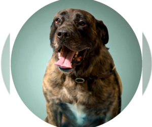 Mutt Dogs for adoption in Rowlett, TX, USA