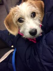 Medium Photo #1 Mutt Puppy For Sale in Brooklyn, NY, USA