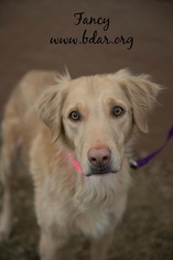 Golden Retriever Dogs for adoption in Cheyenne, WY, USA