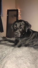 Labrador Retriever Dogs for adoption in Northville, MI, USA