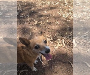 Chihuahua Dogs for adoption in Tucson, AZ, USA
