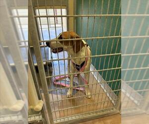 American Foxhound-Unknown Mix Dogs for adoption in Texas City, TX, USA