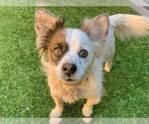 Chihuahua-Unknown Mix Dogs for adoption in Moreno Valley, CA, USA