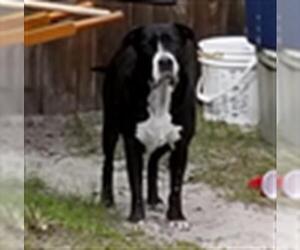 Boxador Dogs for adoption in Gainesville, FL, USA