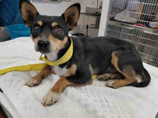American Rat Pinscher Dogs for adoption in San Martin, CA, USA