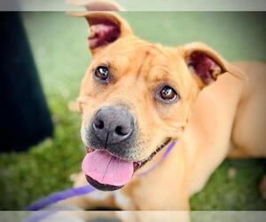 American Pit Bull Terrier Dogs for adoption in Orlando, FL, USA