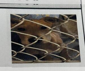 Treeing Walker Coonhound Dogs for adoption in Lodi, CA, USA