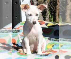 Rat-Cha Dogs for adoption in Bandera, TX, USA