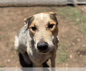 American Pit Bull Terrier-Unknown Mix Dogs for adoption in Tulsa, OK, USA