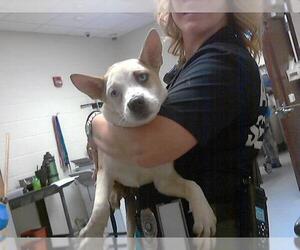 Siberian Husky-Unknown Mix Dogs for adoption in Fayetteville, NC, USA