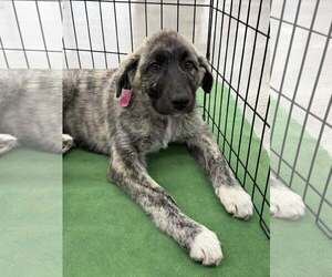 Anatolian Shepherd-Unknown Mix Dogs for adoption in Turlock, CA, USA