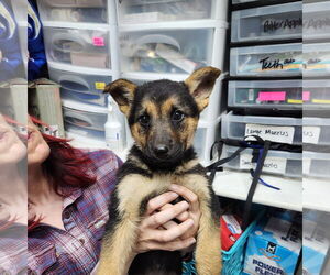 Huskies -Unknown Mix Dogs for adoption in Fargo, ND, USA