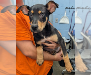 Mutt Dogs for adoption in Evansville, IN, USA