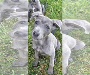 American Pit Bull Terrier-Unknown Mix Dogs for adoption in Sandy, UT, USA