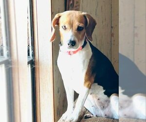 Beagle Dogs for adoption in Las Vegas, NV, USA