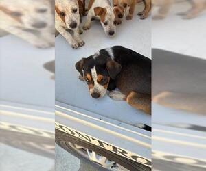 Catahoula Leopard Dog Dogs for adoption in Houston, TX, USA