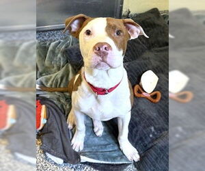 Mutt Dogs for adoption in Dedham, MA, USA