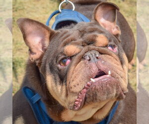 Bulldog Dogs for adoption in Huntley, IL, USA