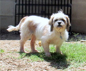 Havashu Dogs for adoption in Lindsay, CA, USA
