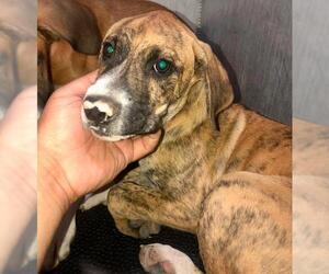 Boxer-Unknown Mix Dogs for adoption in San Antonio, TX, USA