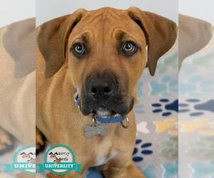 Bull-Boxer Dogs for adoption in Kennesaw, GA, USA