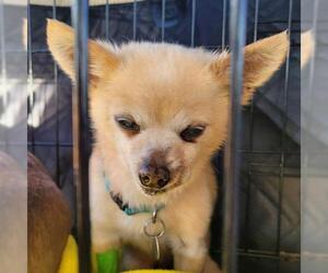 Chiranian Dogs for adoption in Salt Lake City, UT, USA