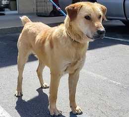 Golden Labrador Dogs for adoption in Boston, MA, USA
