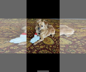 - Mix Dogs for adoption in Menifee, CA, USA