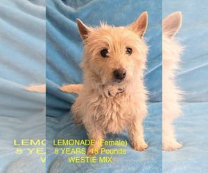 Mutt Dogs for adoption in pomfret, CT, USA