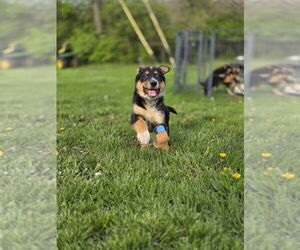 Mutt Dogs for adoption in Aurora, IN, USA
