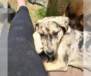 Catahoula Leopard Dog-Unknown Mix Dogs for adoption in Aurora, IN, USA