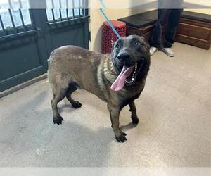 Mutt Dogs for adoption in Pasadena, CA, USA