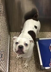 Bulldog Dogs for adoption in Martinsburg, WV, USA