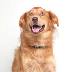 Golden Retriever-Unknown Mix Dogs for adoption in Eden Prairie, MN, USA