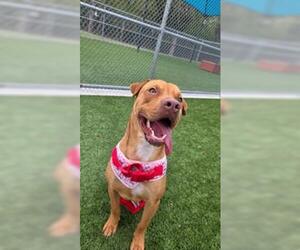 Labrador Retriever-Unknown Mix Dogs for adoption in Baytown, TX, USA