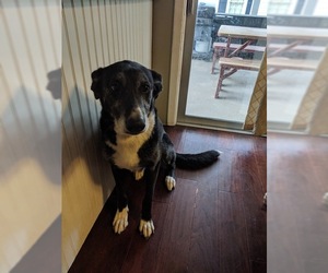 Borador Dogs for adoption in Rochester, NY, USA