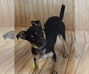 Chipin Dogs for adoption in Mukwonago, WI, USA