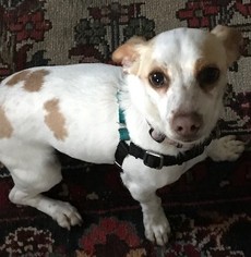 Parson Russell Terrier Dogs for adoption in Seattle, WA, USA