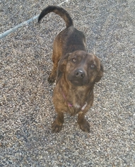 Dorgi Dogs for adoption in Mukwonago, WI, USA