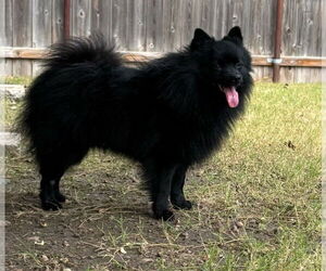 Pomeranian Dogs for adoption in Great Bend, KS, USA
