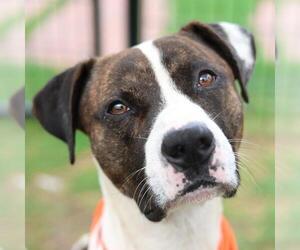 American Staffordshire Terrier-Unknown Mix Dogs for adoption in San Antonio, TX, USA
