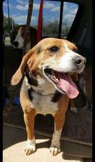 Beagle-Unknown Mix Dogs for adoption in GREENLAWN, NY, USA