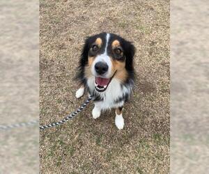 Australian Shepherd-Unknown Mix Dogs for adoption in Dallas, TX, USA