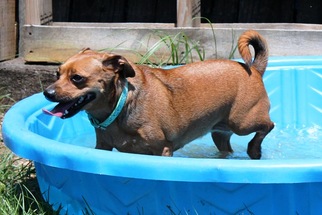 Dachshund Dogs for adoption in Wetumpka, AL, USA