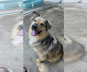Mutt Dogs for adoption in Rockaway, NJ, USA