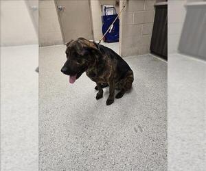 German Shepherd Dog-Unknown Mix Dogs for adoption in Conroe, TX, USA