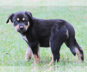 Huskies -Rottweiler Mix Dogs for adoption in Cary, NC, USA