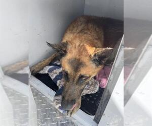 German Shepherd Dog-Unknown Mix Dogs for adoption in Palmetto, FL, USA